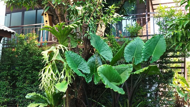 Un jardin luxuriant, avec de grandes plantes à larges feuilles, un nichoir et une plante en pot.