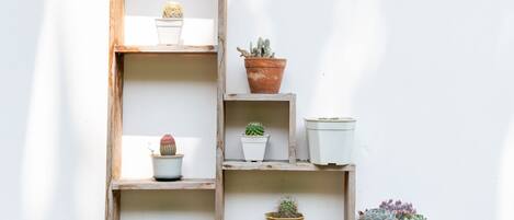 Una repisa de madera con diversas plantas en macetas frente a una pared blanca.