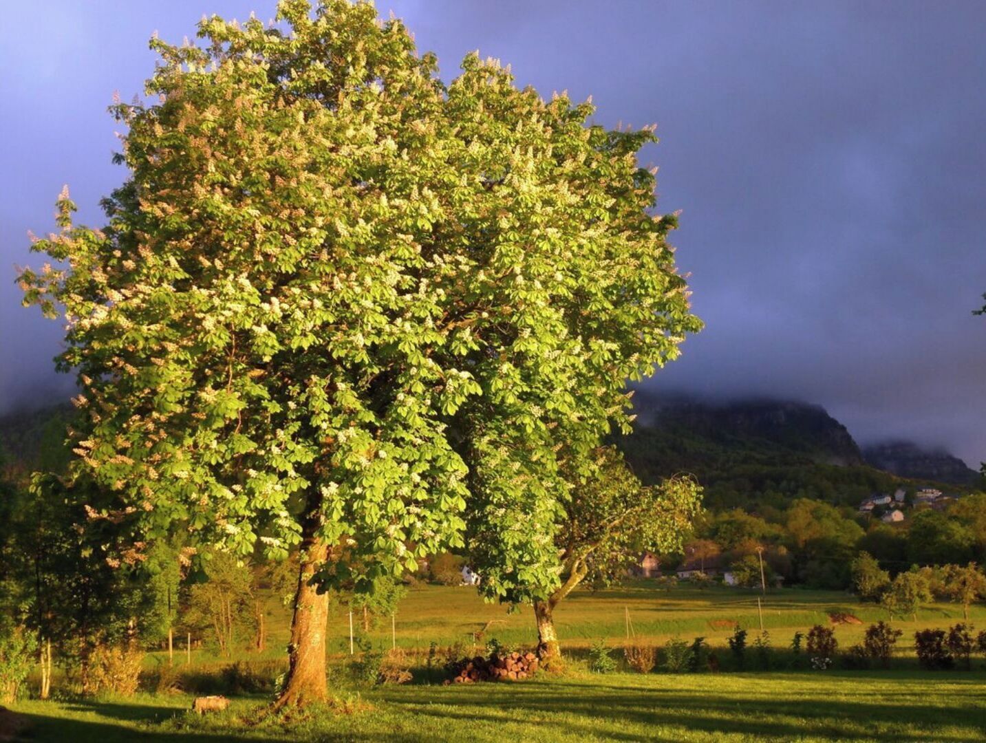 A large tree in a grassy field with a mountain in the background.