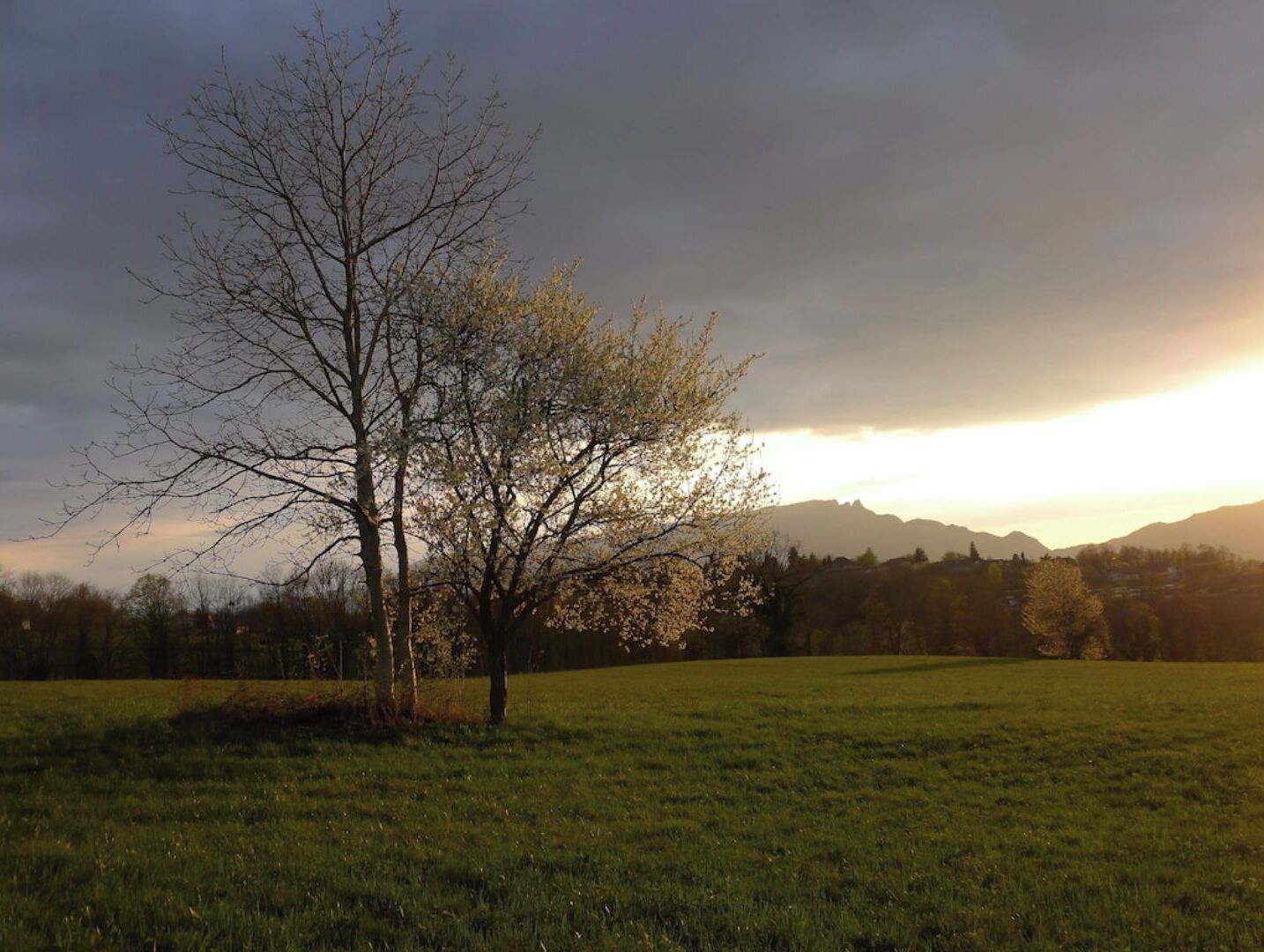 Ein grünes Feld mit einem einzelnen Baum und einem Bergkamm im Hintergrund.