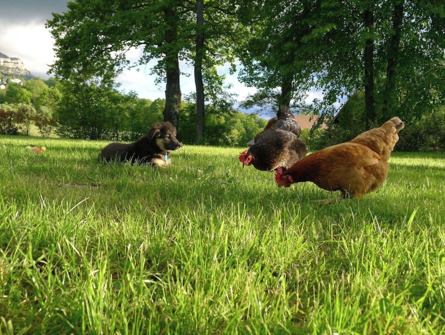 Un champ herbeux avec un chien et des poulets.
