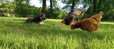 Un champ herbeux avec un chien et des poulets.