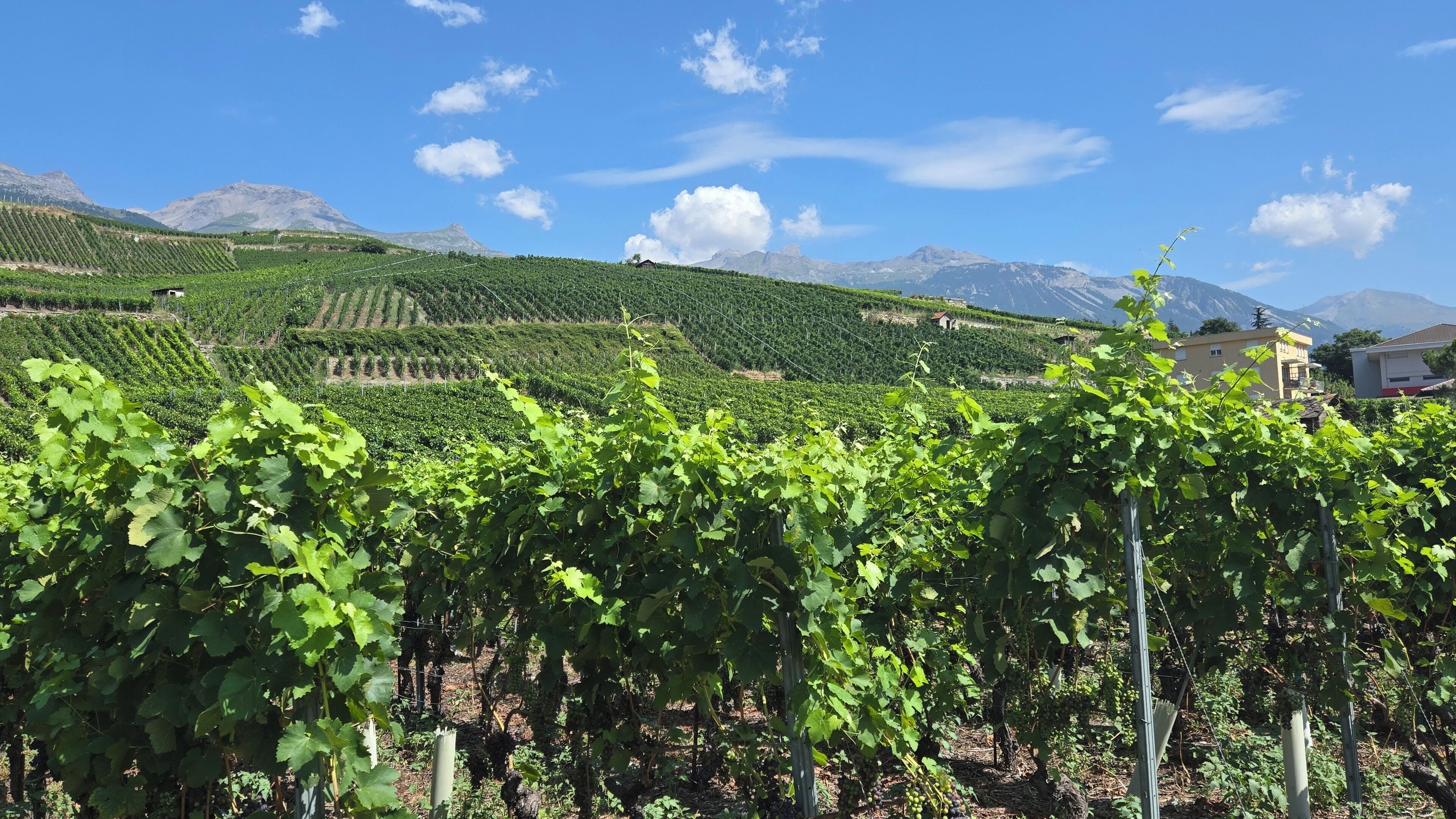 A vineyard with rows of grapevines, a small building, and mountains in the background.
