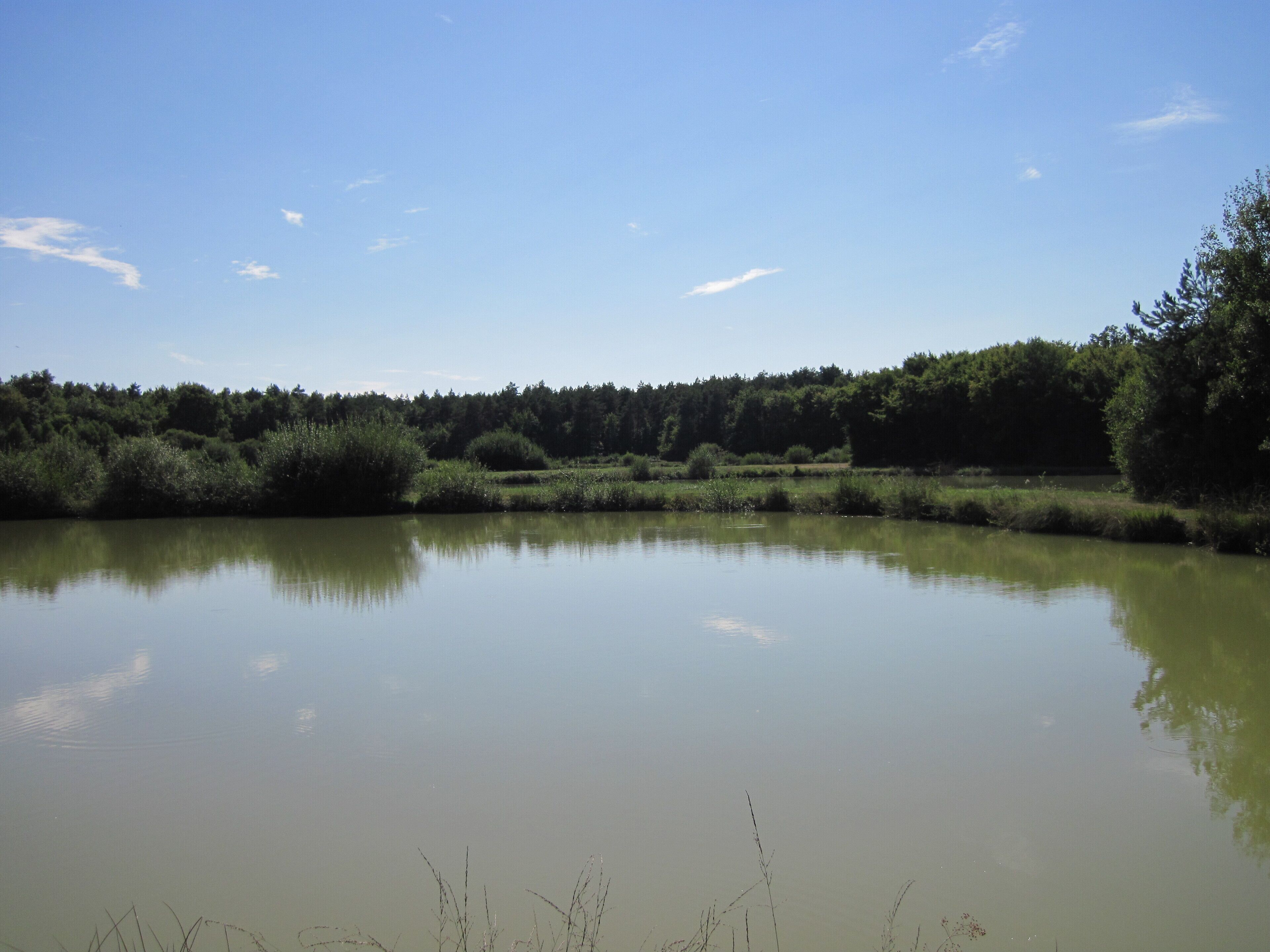Et roligt søområde omgivet af frodig vegetation og træer under en klar himmel.