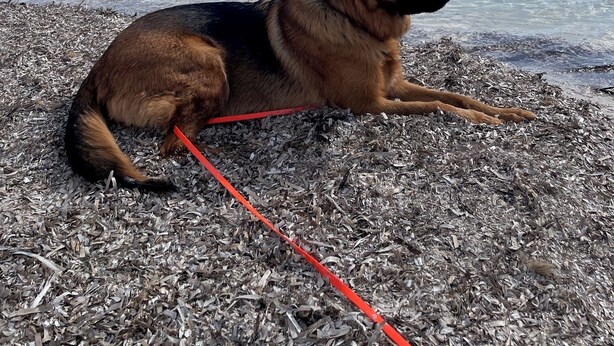 Un chien allongé sur un sol de gravier, avec une vue dégagée sur un lac et des collines lointaines.