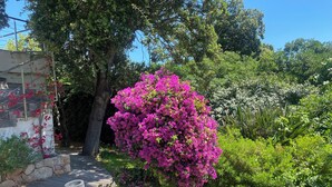 Un jardin agrémenté d’un grand arbuste aux fleurs roses, d’un chemin de pierres et d’un bâtiment à la façade blanche.