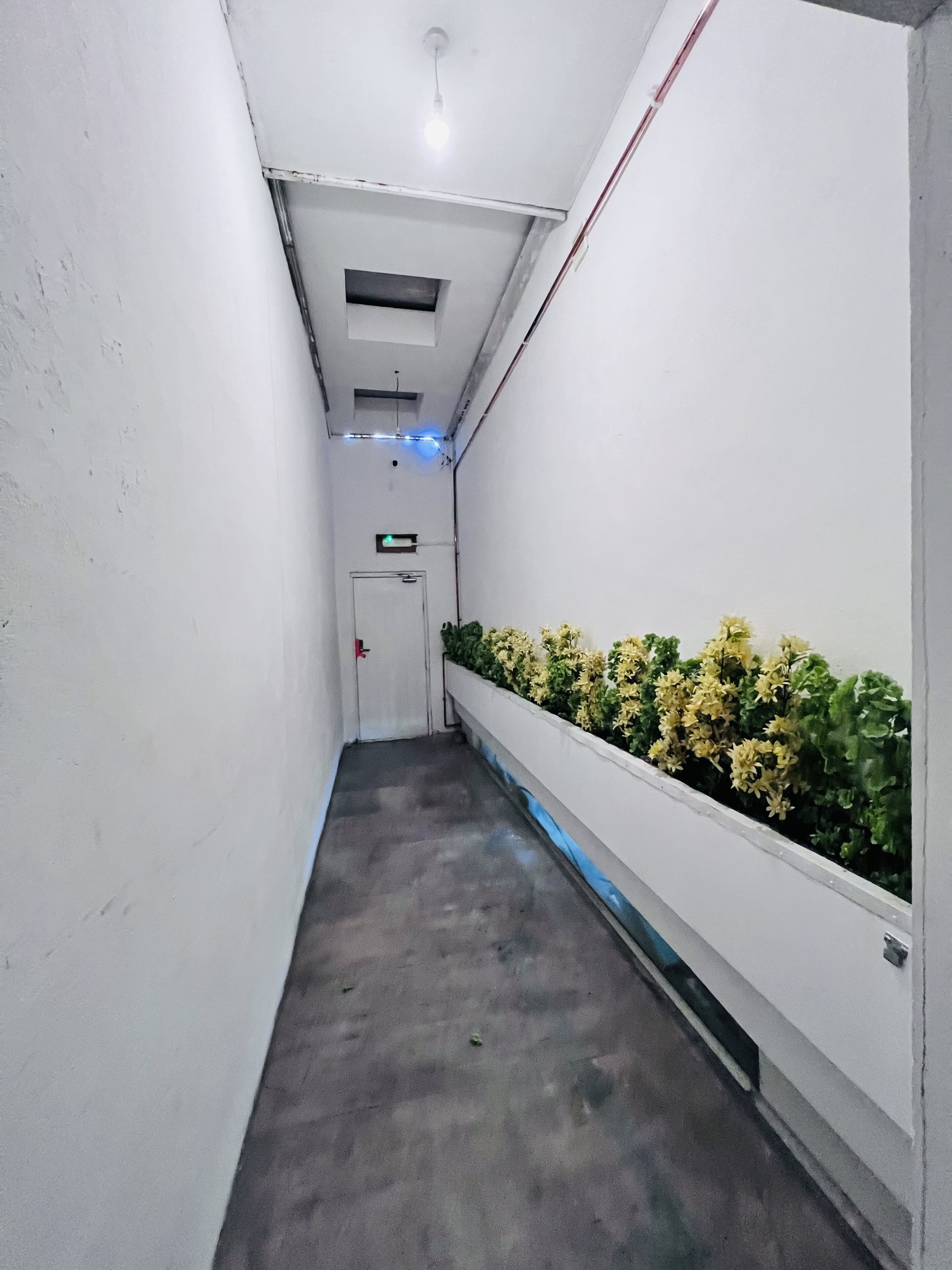 A narrow hallway with white walls, a grey floor, and a row of yellow flowers on the right. There is a door at the end with a green exit sign above it.