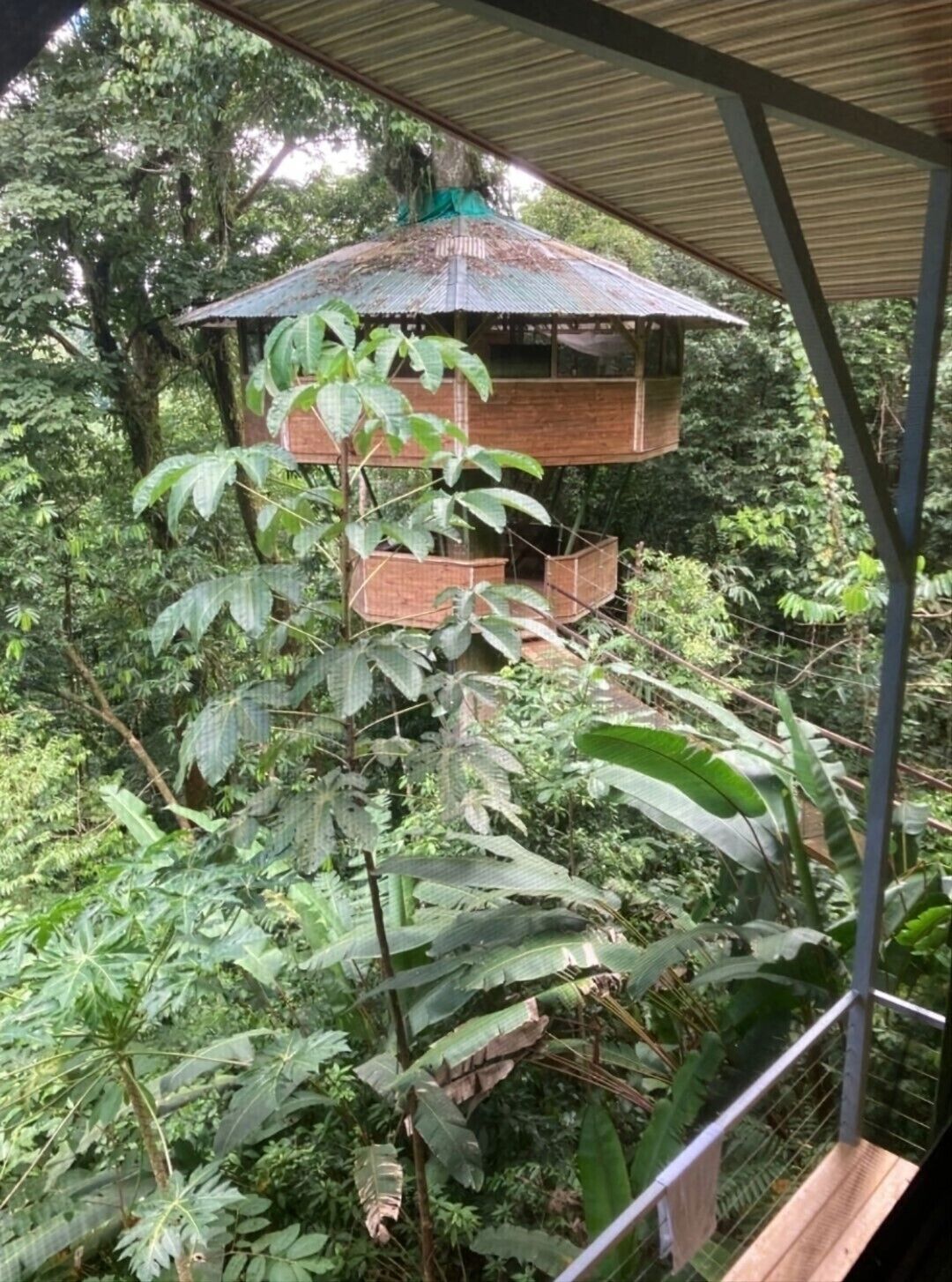 Une construction rustique en bois, surmontée d’un toit en métal, et entourée d’une végétation tropicale luxuriante.