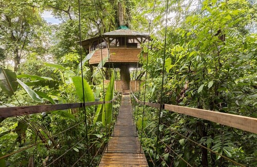 SpectacularJungle Canopy Treehouse