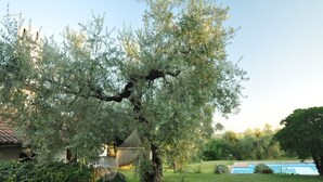 Una casa con un olivo grande, una hamaca y una piscina al fondo.