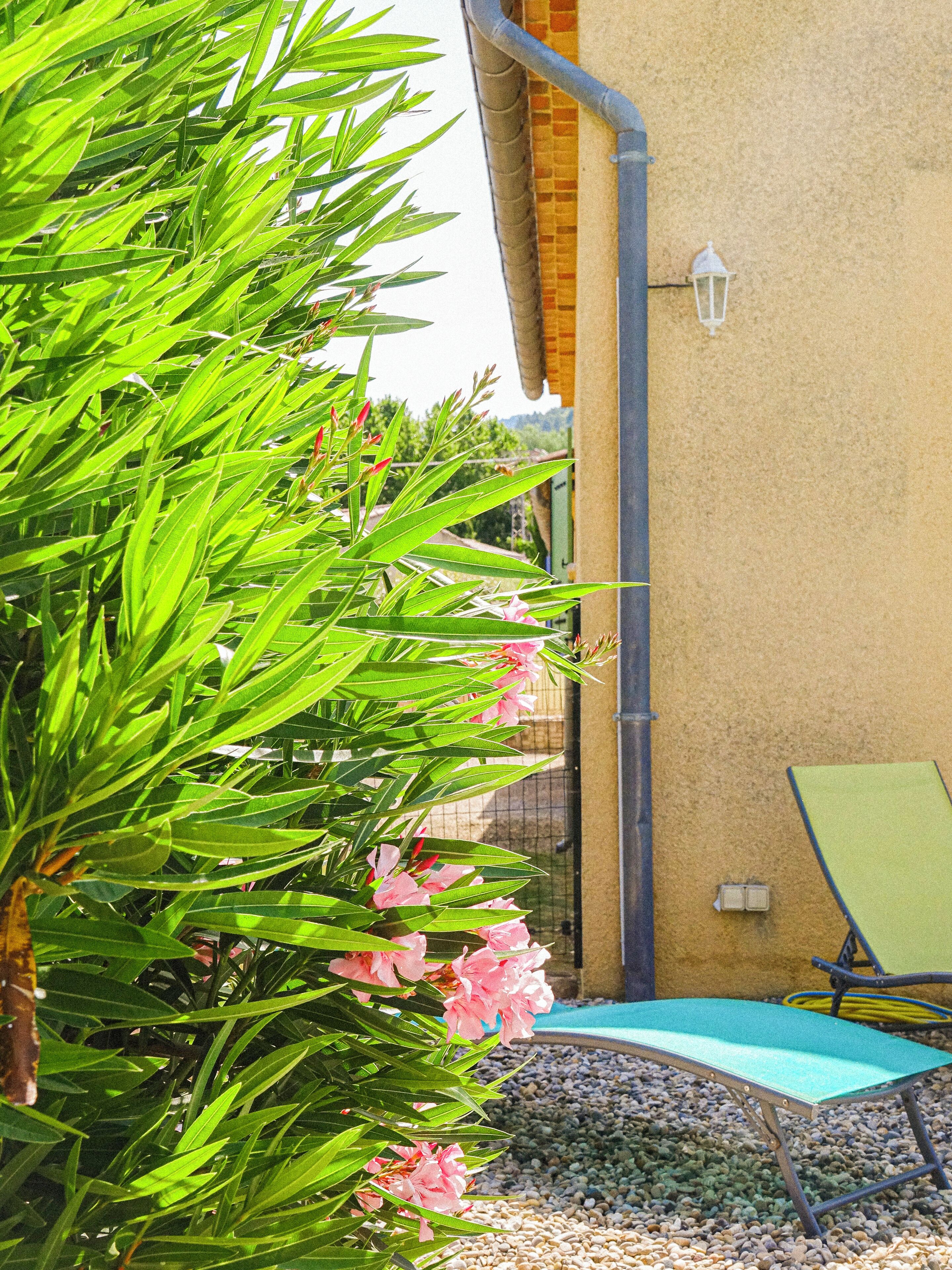 Un espace patio avec une chaise verte, une petite piscine et une plante aux feuilles vertes et aux fleurs roses.
