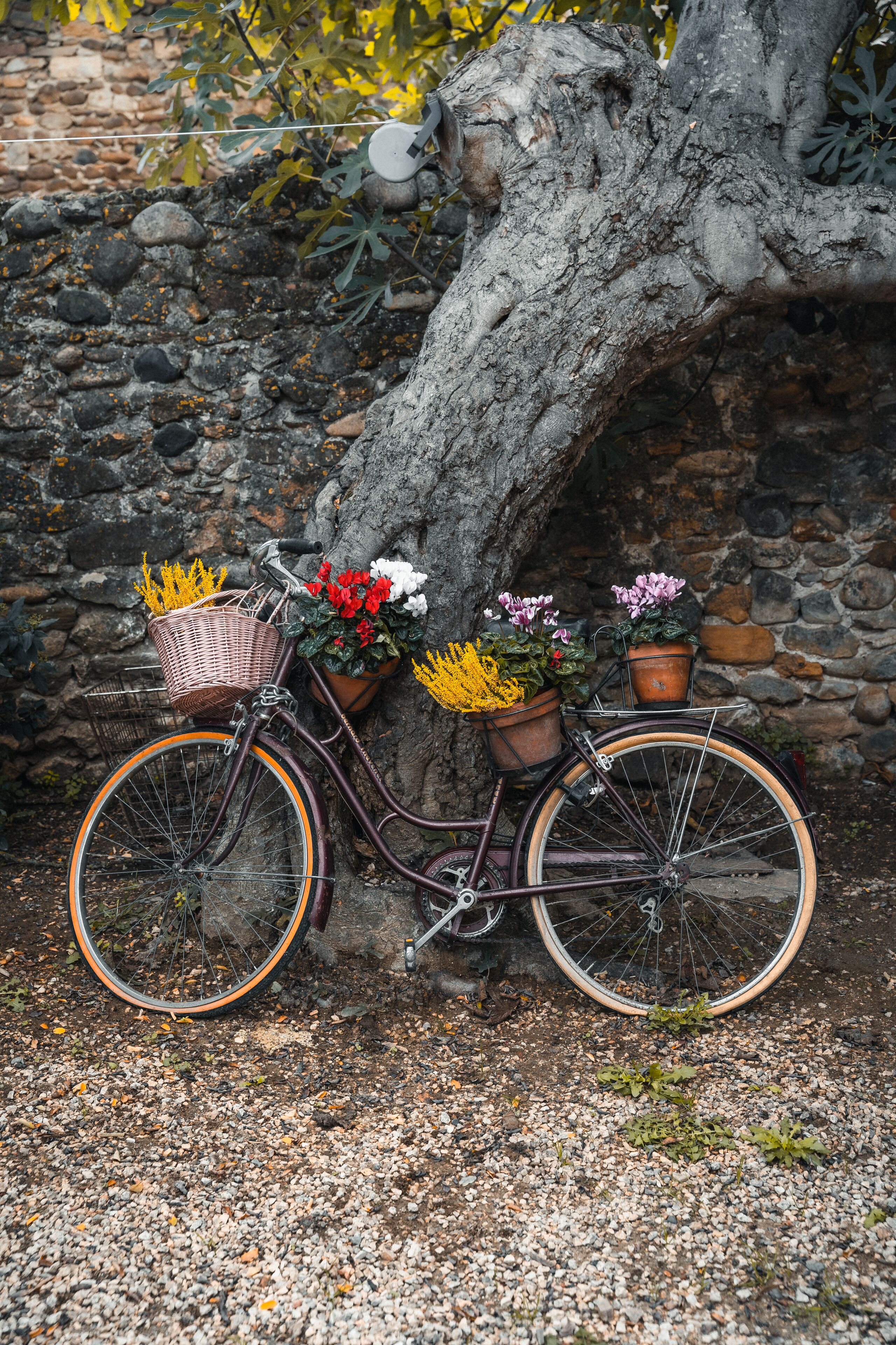 A bicycle with a basket and potted plants against a stone wall.