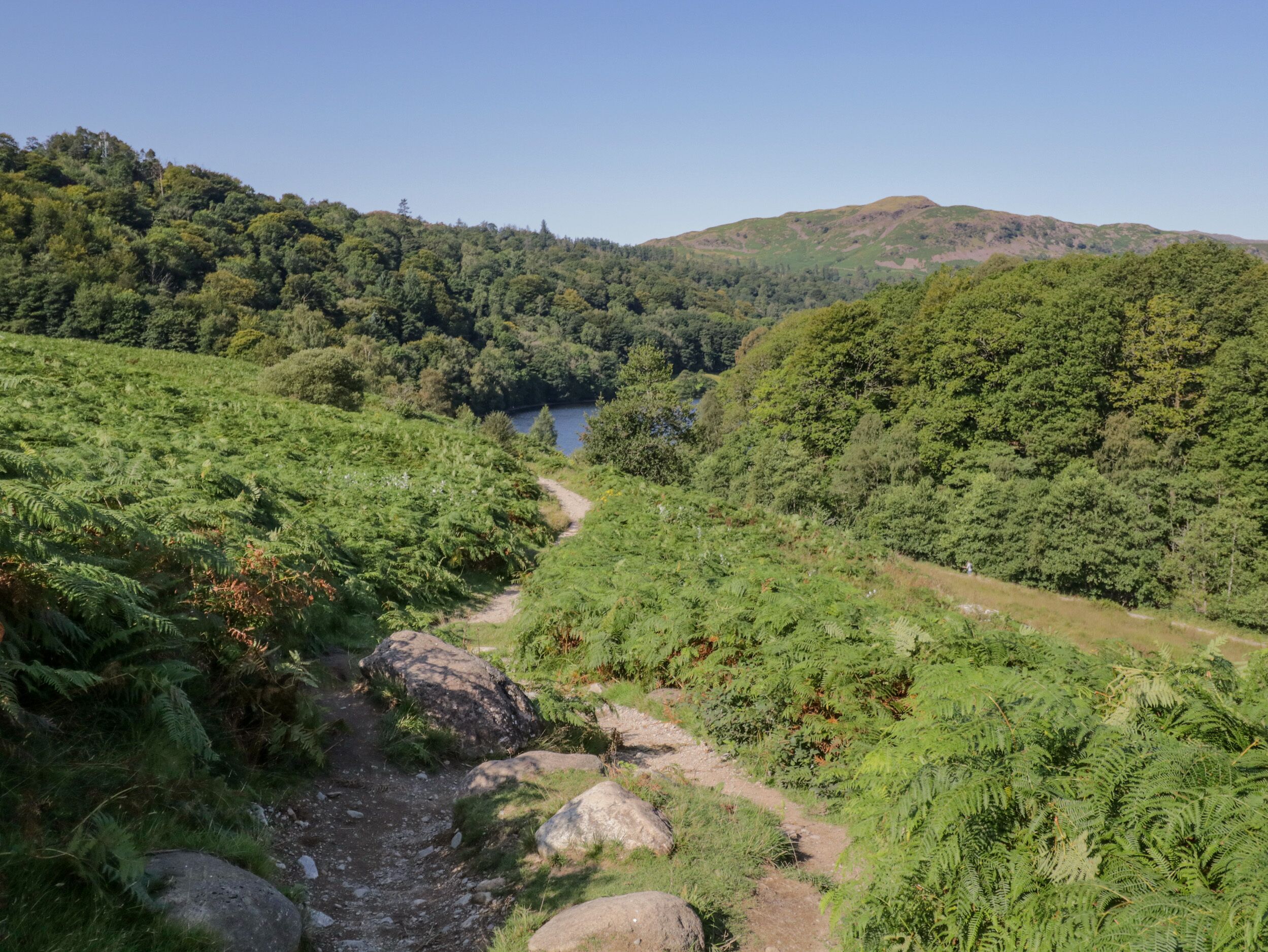 A lush green valley with a clear path leading to a lake.