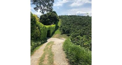 Farm in the coffee heart (Vereda La Plata)