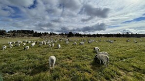 A wide-open field with a herd of sheep grazing under a cloudy sky.