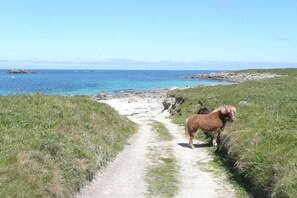 Nära stranden