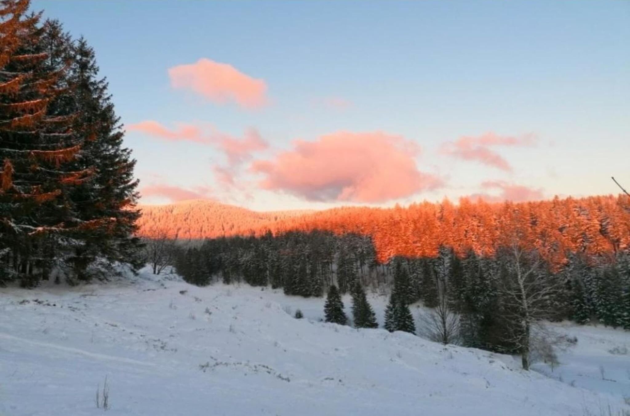 A snowy landscape with a forest and a mountain in the background.