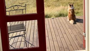 Una terraza de madera con un banco de metal, un perro sentado en la terraza y vista a un campo de césped a través de una ventana con marco rojo.