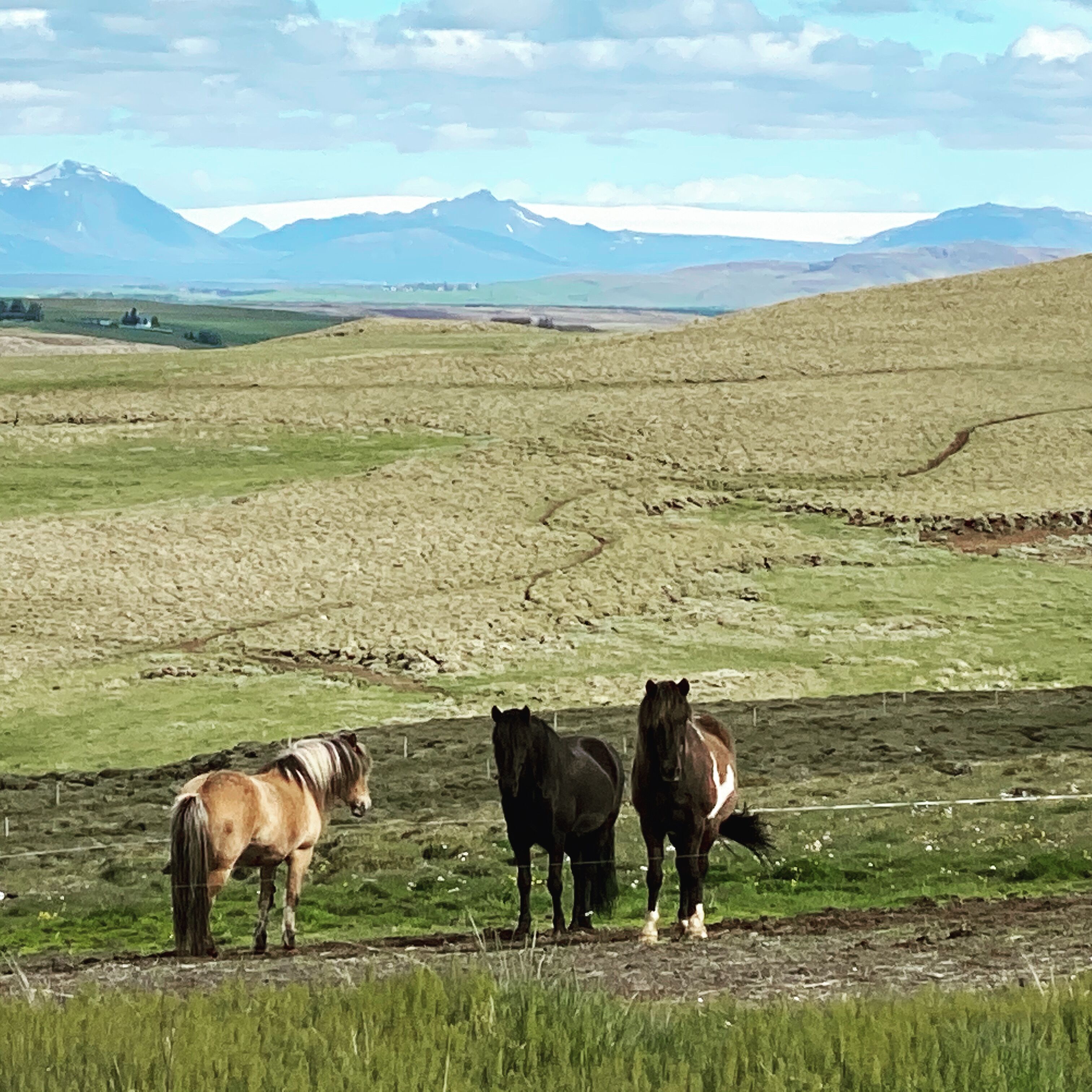 A field with three horses and distant mountains.