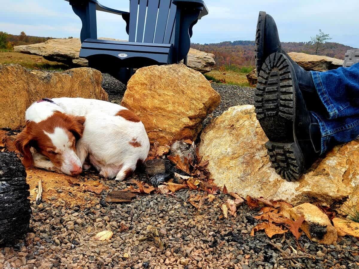 Koira lepää sora-alustalla, taustalla näkyy kiviä ja tuoli.