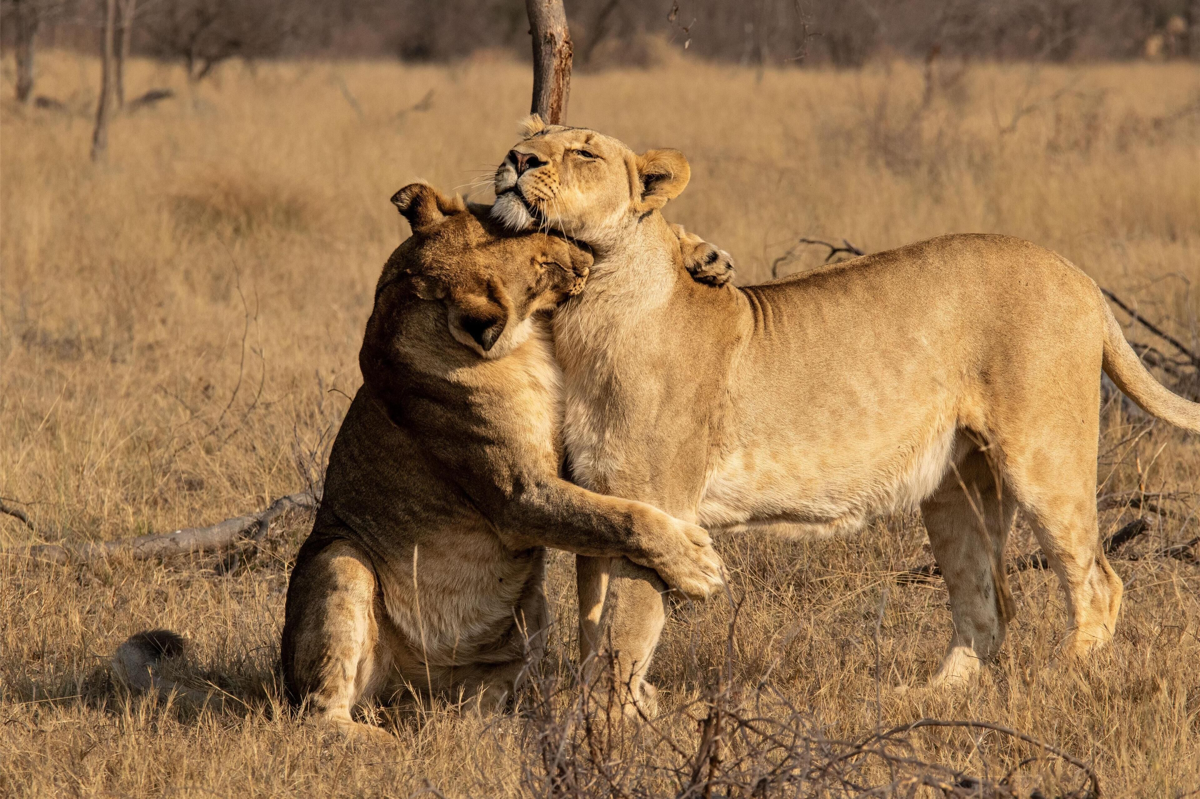 Deux lions dans un environnement naturel, avec de l’herbe sèche et quelques arbres clairsemés.