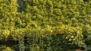 Un bâtiment avec une porte verte, une chaise et un jardin suspendu.