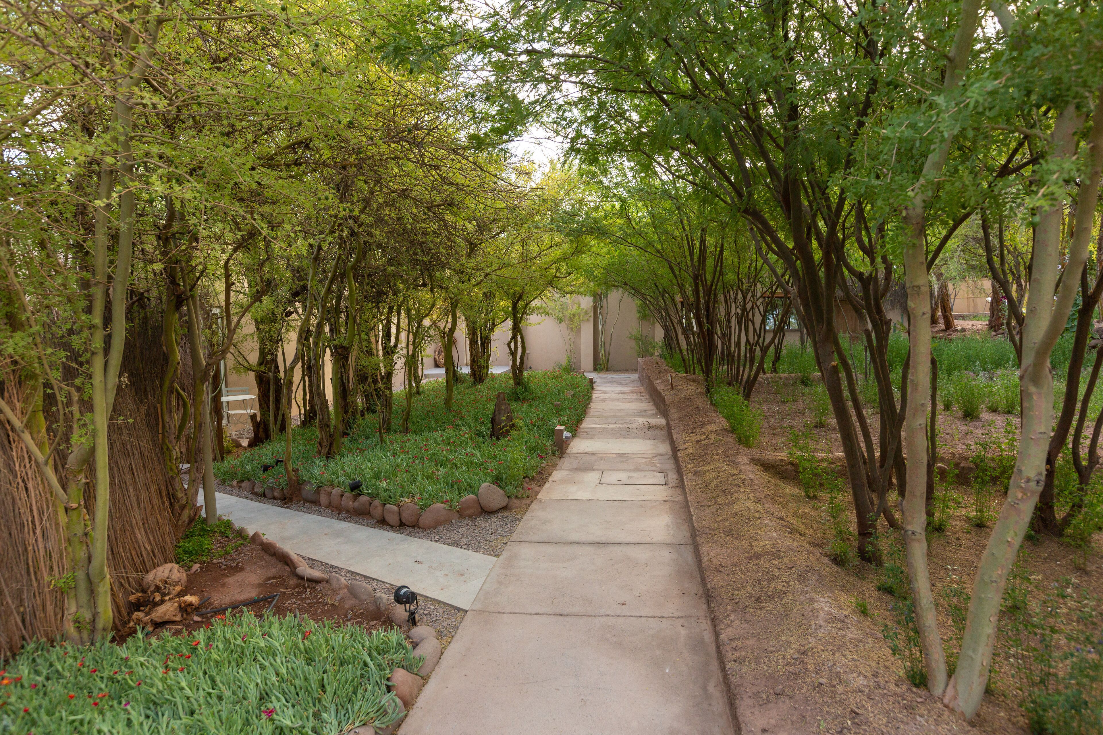 A concrete pathway flanked by trees and greenery, leading to a building.
