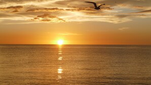 Ein Sonnenuntergang über einem ruhigen Meer, ein Vogel fliegt am Himmel.
