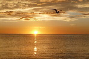 A sunset over a calm sea with a bird flying in the sky. - Charming 2 Bed South End Beachfront Condo at Popular Seawinds (Marco Island)