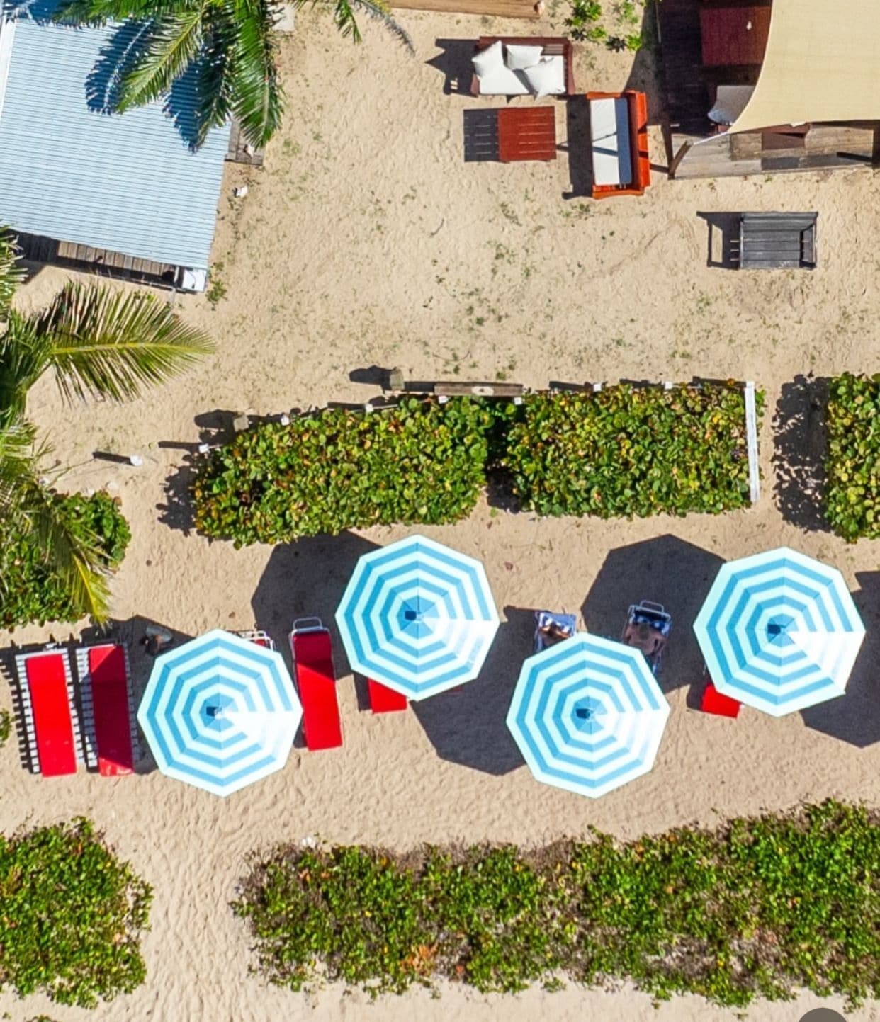 An aerial view of a beach with multiple sun loungers and umbrellas, a palm tree, and a building with a blue roof.