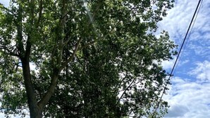 Une route bordée d’arbres et une zone herbeuse. Des bollards blancs sont disposés le long de la route.