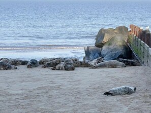 A sandy beach with several seals resting near the water's edge and a wooden structure partially submerged in the sand.
