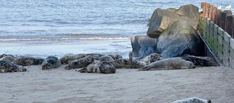 Quiet and Comfy 2 bedroom Holiday Chalet walk to beach, Norfolk family friendly