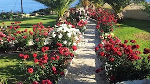 A stone pathway flanked by rows of red and white roses leading to a beach. - A seafront villa with swimming pool (Achlia)