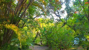 Un sendero serpentea por un jardín exuberante, lleno de plantas y árboles.