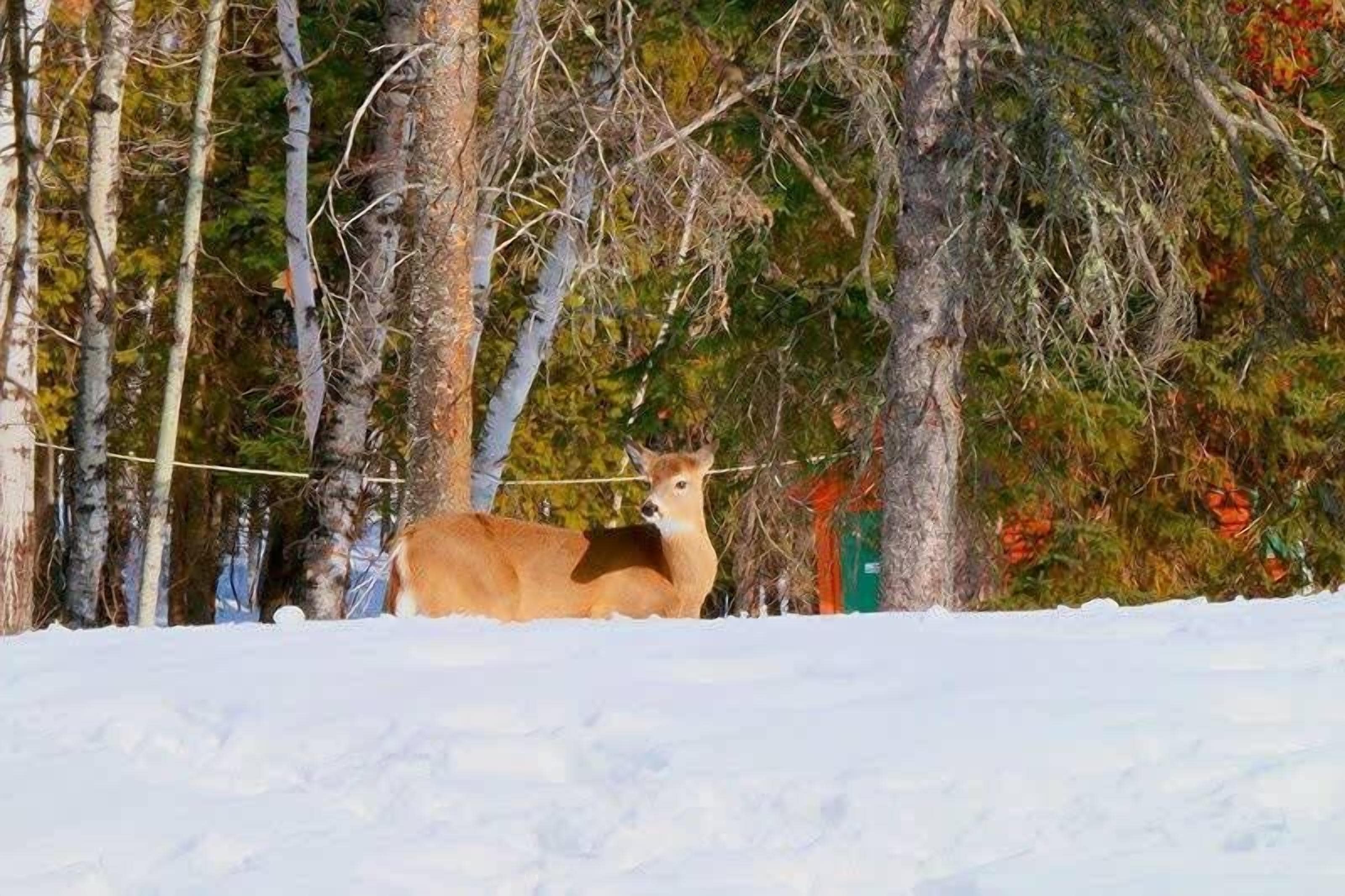 A deer in a snowy forest with trees and a fence.