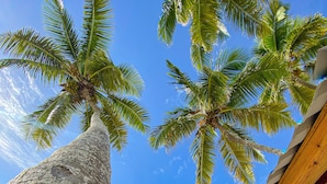 A beach scene with a large palm tree and a wooden structure. - 14th Floor Modern Ocean, Beach & Pool View Apartment in Juan Dolio (Guayacanes)