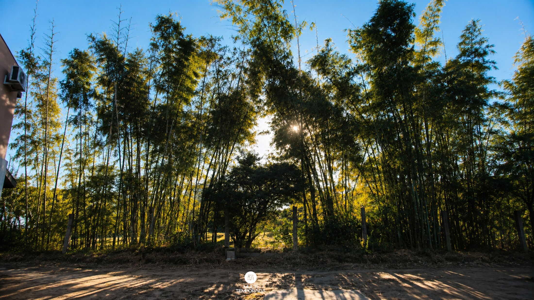 A dirt path leading through a bamboo forest with a clear sky above.