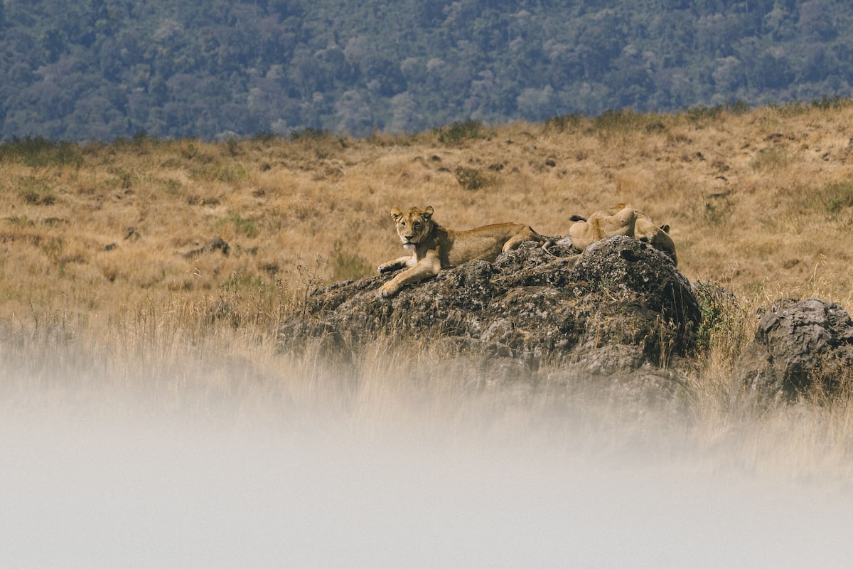 A lioness and cubs resting on a rocky outcrop with a forested mountain in the background.