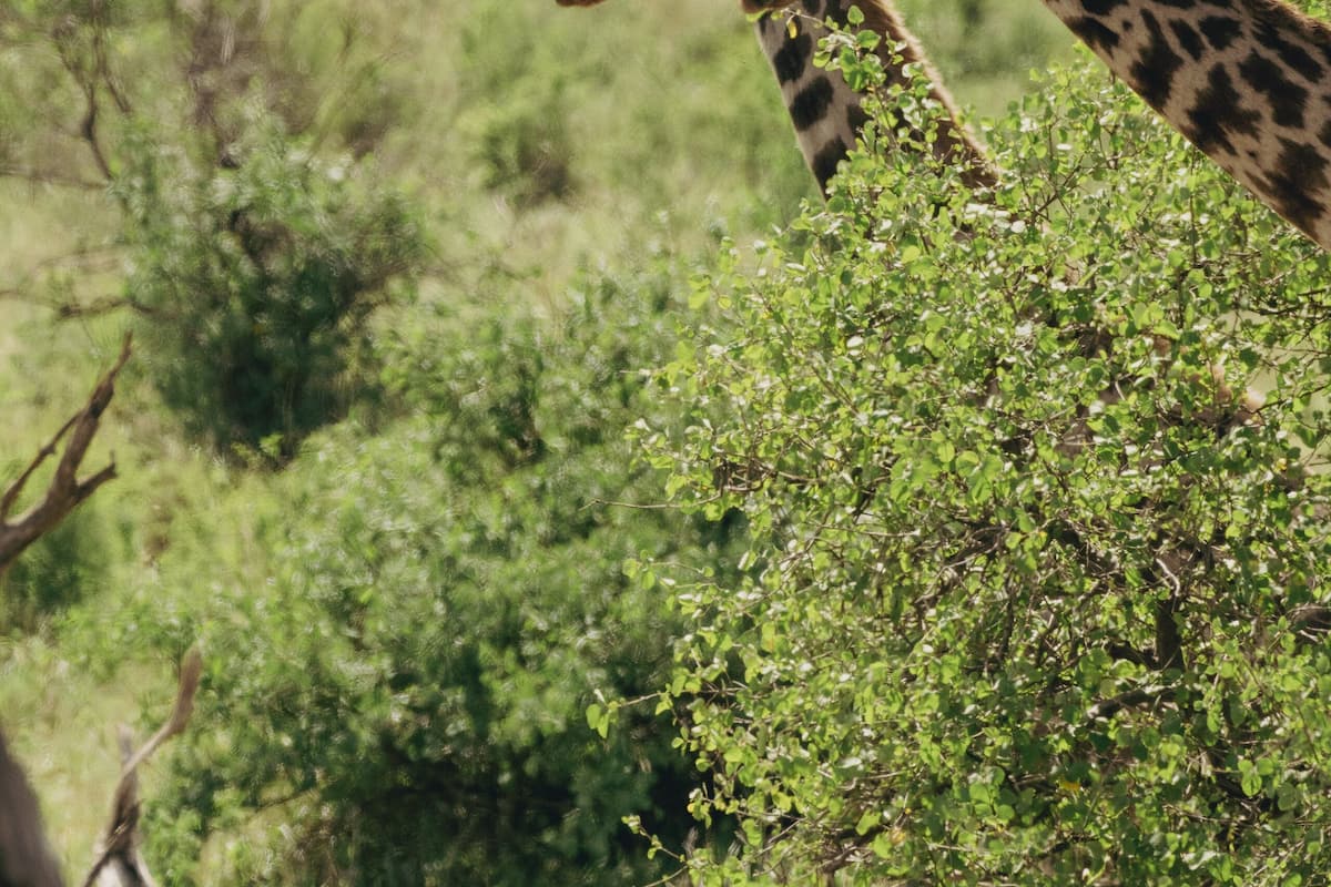 Two giraffes in a natural setting with dense vegetation.