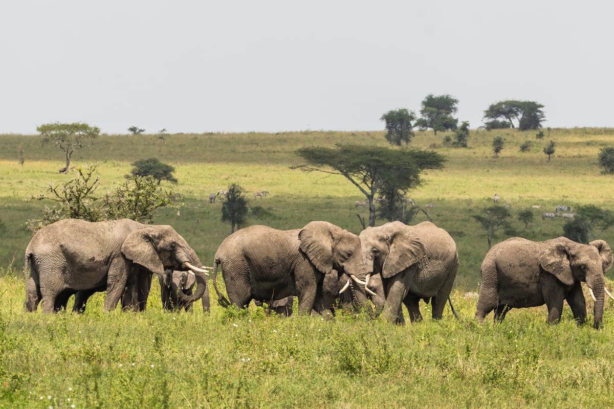 A group of elephants in a grassy field with scattered trees.