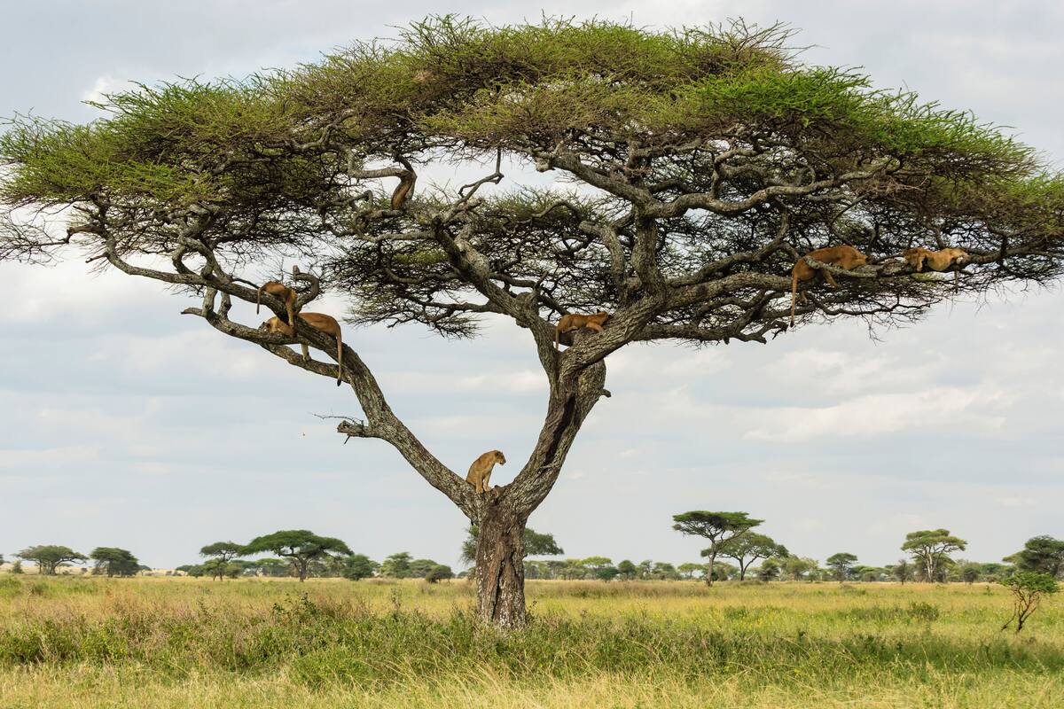 A tree with several animals perched on its branches.