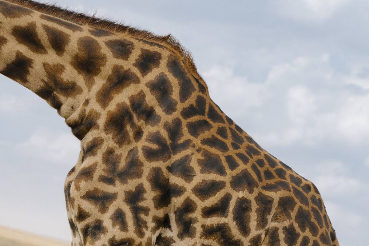 A giraffe standing in a dry grass field.