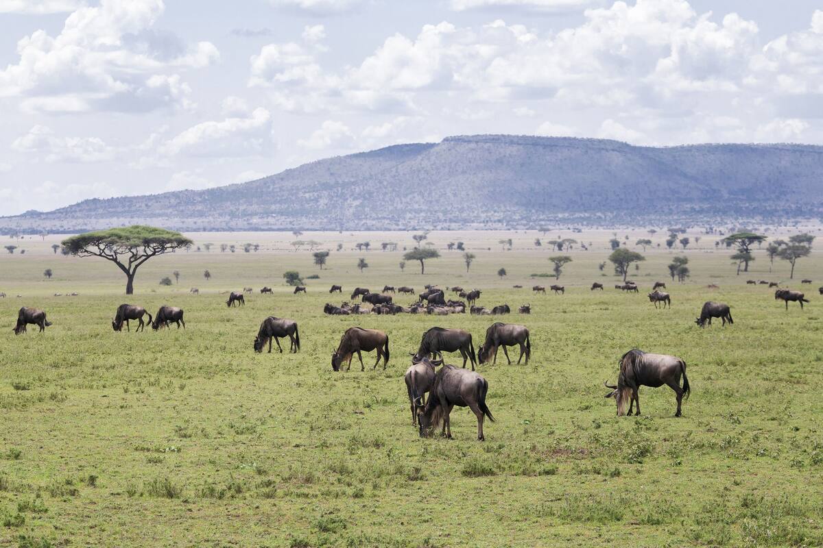 A wide-open grassy field with a herd of wildebeests grazing, a few acacia trees, and a mountain in the background.