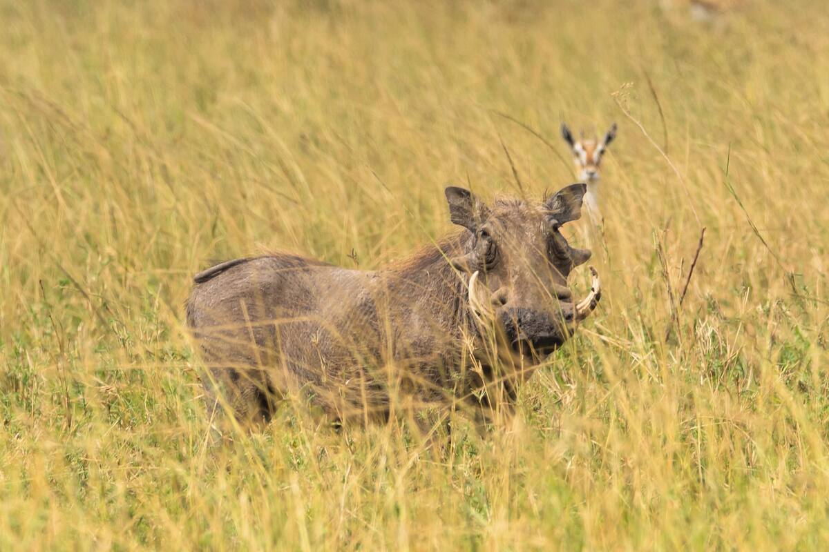 A wildlife scene with a rhinoceros in tall grass.