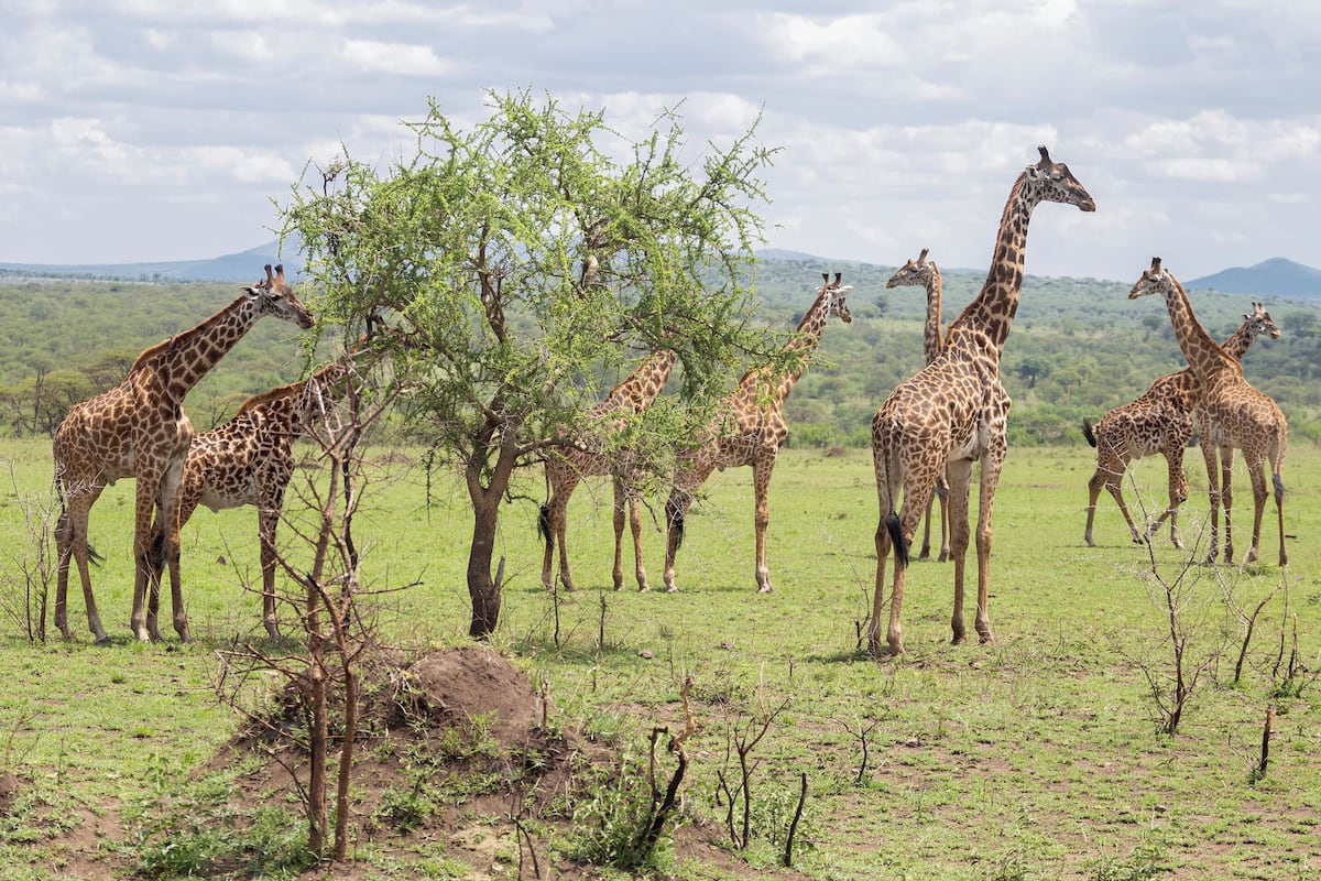 A group of giraffes in a grassy field with trees and mountains in the background.