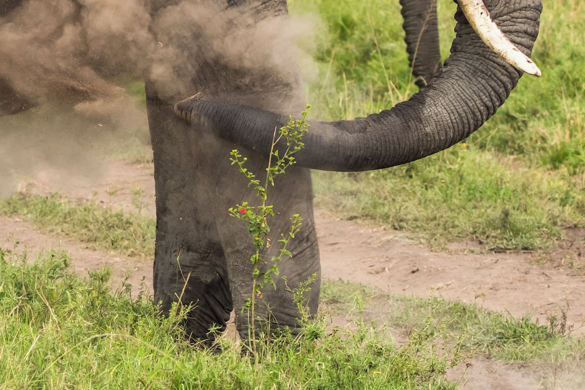 An elephant in a natural setting with visible dust and vegetation.