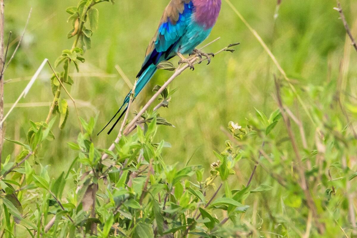 A bird perched on a branch in a natural setting.