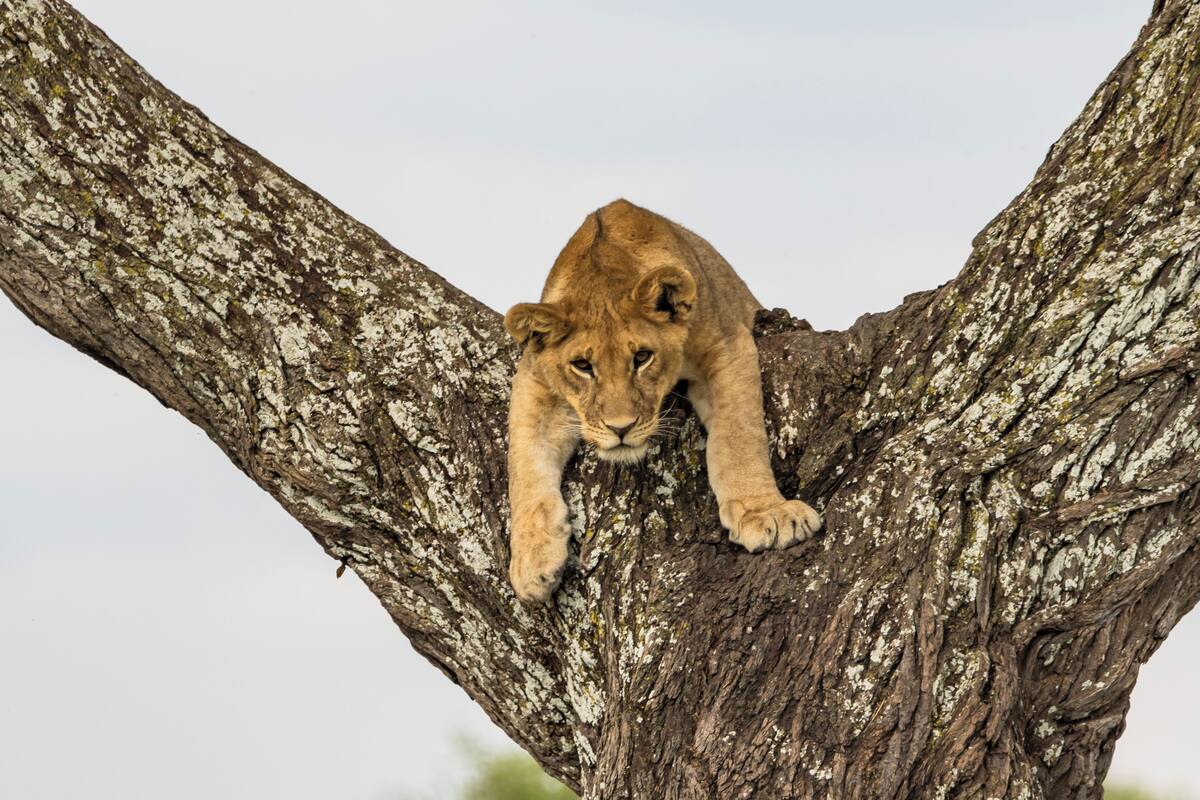 A lion cub resting on a tree branch.