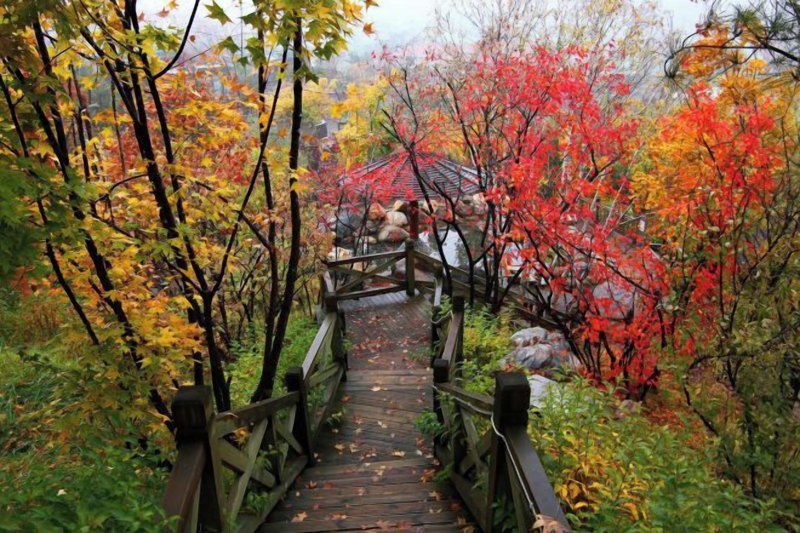 A wooden bridge leading through a forested area with autumn foliage.